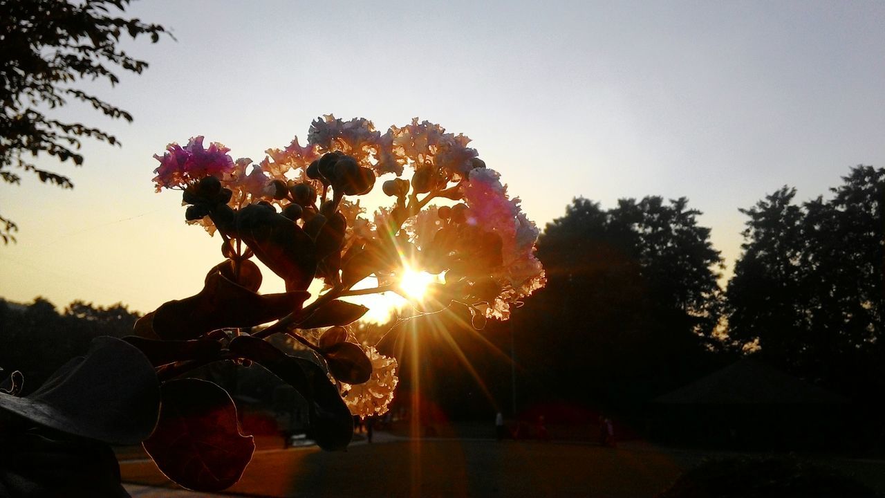 SILHOUETTE OF TREES AT SUNSET