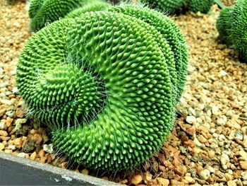 High angle view of succulent plant on field