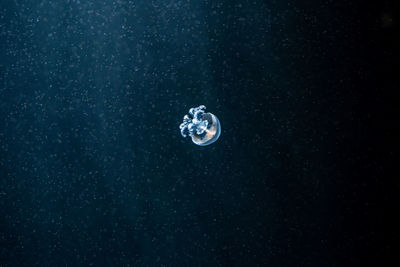 Close-up of bubbles against black background