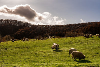 View of sheep grazing in field