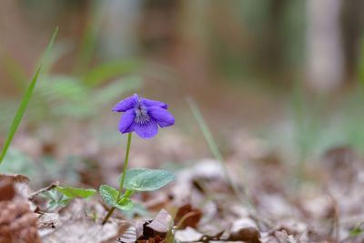 Close-up of purple flowering plant on field