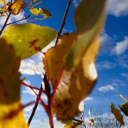 Close-up low angle view of leaves against sky