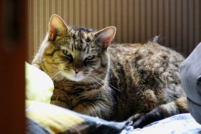 Portrait of cat resting on bed at home