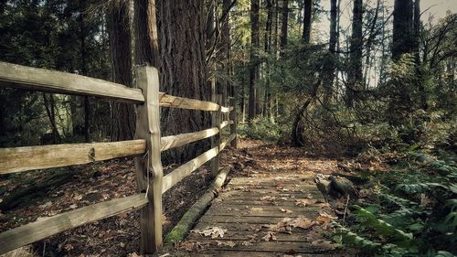 Walkway amidst trees in forest