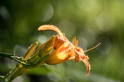 Close-up of orange lily