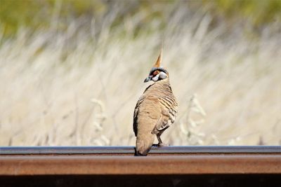 Close-up of sparrow perching on floor