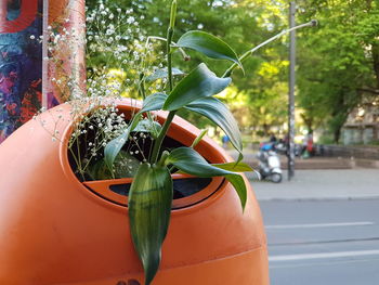 Close-up of plant against trees