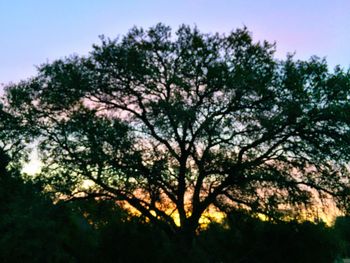 Low angle view of tree against sky