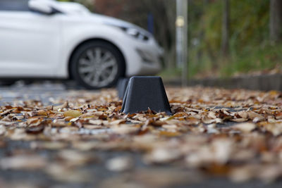 Close-up of car during autumn