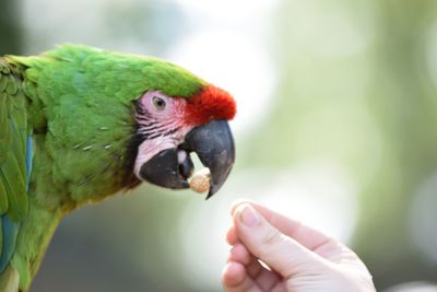 Close-up of hand holding parrot