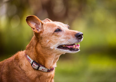 Close-up of dog looking away