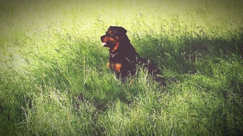 Dog on field