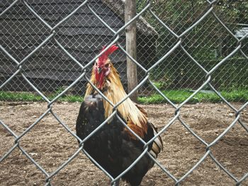 Bird seen through chainlink fence at zoo