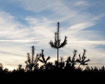 Silhouette trees on field against sky at sunset