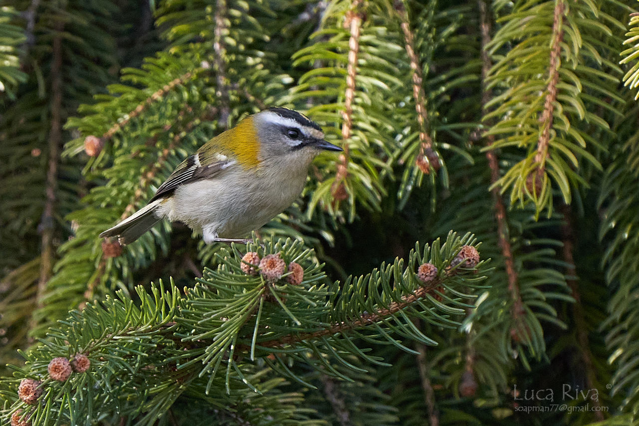 tree, animal themes, animal, animal wildlife, bird, plant, branch, christmas tree, wildlife, one animal, pine tree, coniferous tree, pinaceae, nature, perching, spruce, no people, green, focus on foreground, beauty in nature, outdoors, day, leaf, close-up