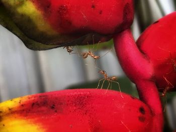 Close-up of red berries on plant