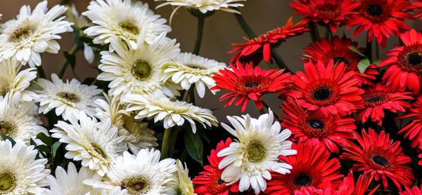 Close-up of white daisy flowers