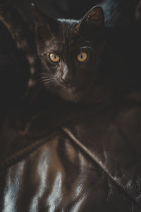 Close-up portrait of a cat