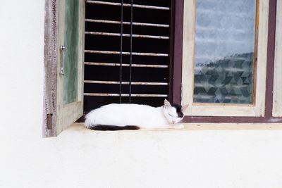 Cat looking through window