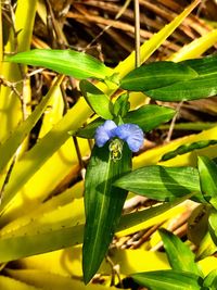 Close-up of flower growing on plant