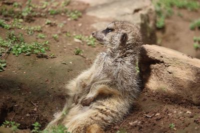 Meerkat on field