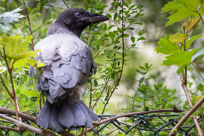 Close-up of bird perching on tree