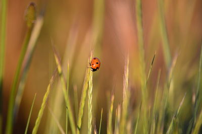 Close-up of ladybug on crop