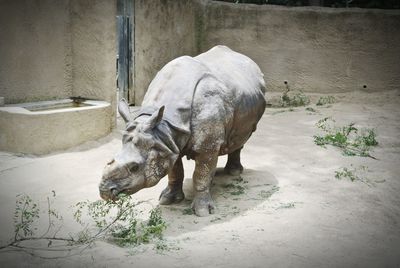 View of elephant