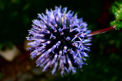 Close-up of purple flower