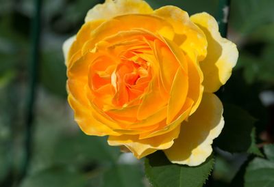 Close-up of yellow rose flower