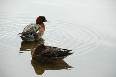 Duck swimming in lake