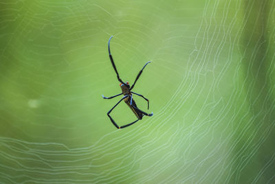 Golden silk orb weaving spider waiting on her web.