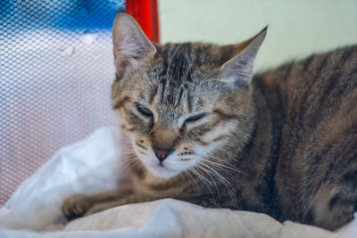 Close-up of a cat resting on bed