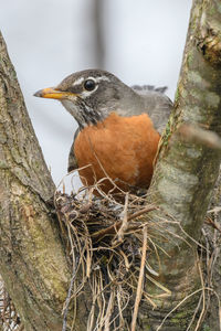 Close-up of bird perching on tree