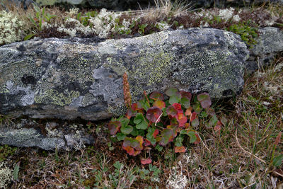 Close-up of moss on grass