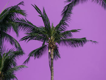 Low angle view of coconut palm tree against purple sky