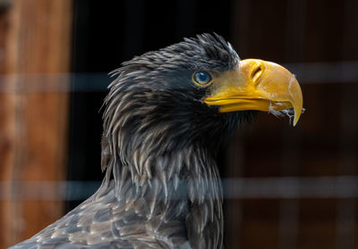 Close-up of a bird looking away