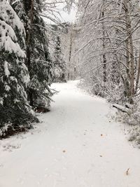 Road amidst snow covered trees