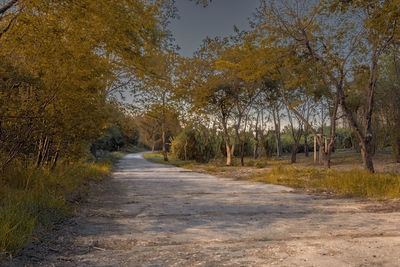 Road amidst trees in forest during autumn