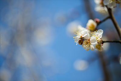 Close-up of bee on cherry blossom