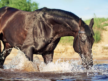 Horse drinking water in lake
