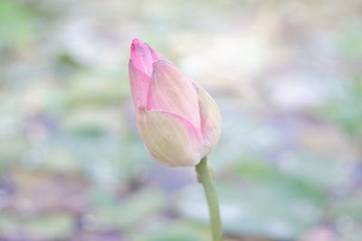 Close-up of pink lotus water lily