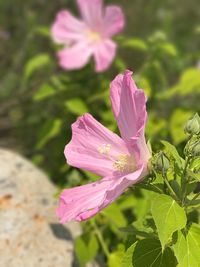 Close-up of pink flower blooming outdoors