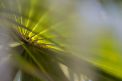 Close-up of plant