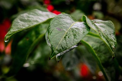 Close-up of green leaves