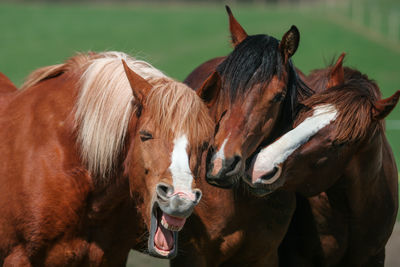 Close-up of horses on field