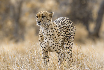 View of a cat on field