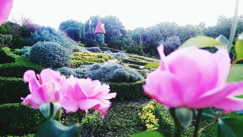 Pink flower blooming in garden