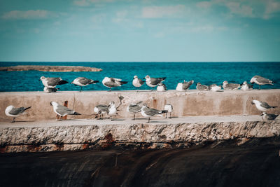Seagulls perching on sea shore against sky