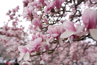 Close-up of pink cherry blossoms in spring